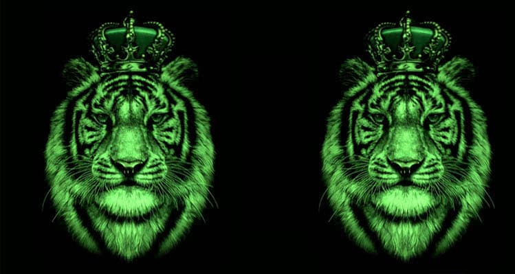 White Tiger Gr 747 view 4